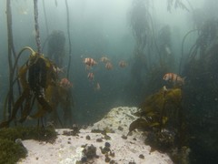 Chrysoblephus gibbiceps