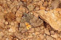 Paranotoreas brephosata