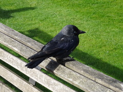 Corvus monedula