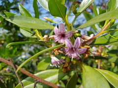 Myoporum bontioides