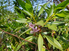 Myoporum bontioides