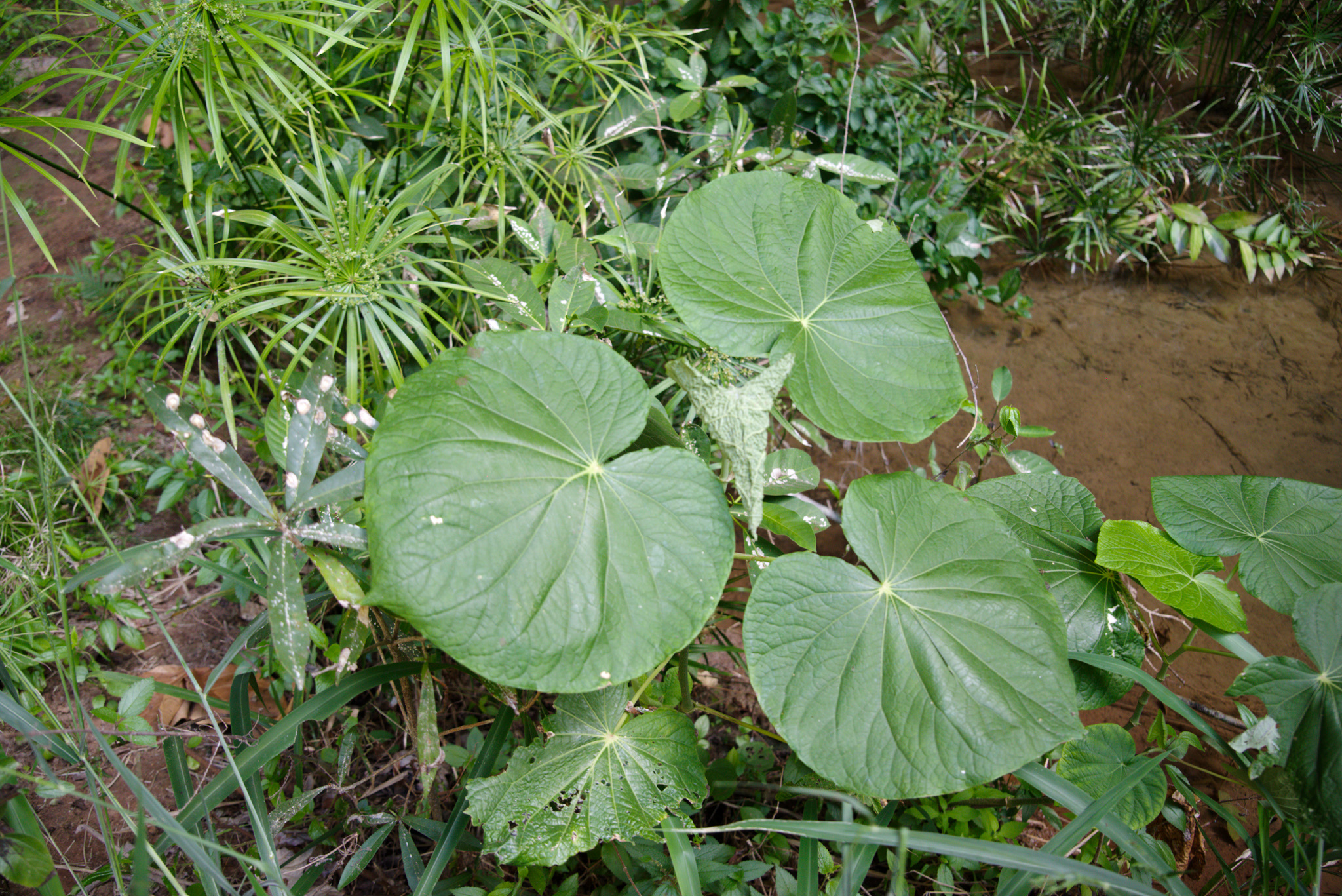 Piper umbellatum
