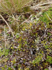 Notogrammitis crassior