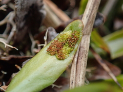 Notogrammitis crassior