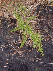 Coprosma perpusilla subantarctica