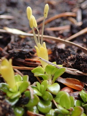 Coprosma perpusilla subantarctica