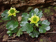Ranunculus pinguis