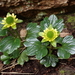 Ranunculus pinguis - Photo (c) Alex Fergus, some rights reserved (CC BY-NC), uploaded by Alex Fergus