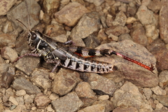 Sigaus australis