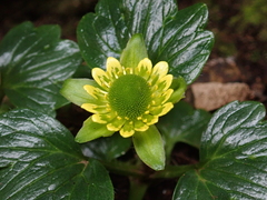 Ranunculus pinguis
