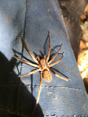 Uliodon albopunctatus