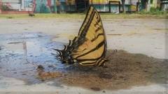 Papilio multicaudata
