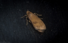 Lambula obliquilinea