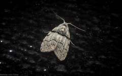 Nola pygmaeodes