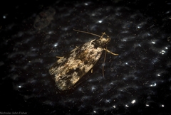 Barea eucapnodes