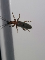 Parisopalpus nigronotatus