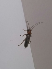 Parisopalpus nigronotatus