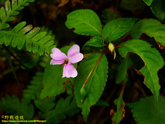 Impatiens leptopoda
