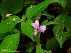 Impatiens leptopoda