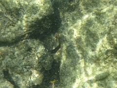 Ophioblennius steindachneri