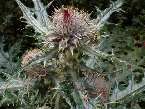 Image of Cirsium ehrenbergii by (c) Chris Fluit, some rights reserved (CC BY)