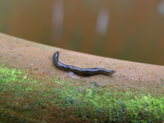 Microplana