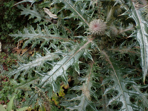Image of Cirsium ehrenbergii by (c) Chris Fluit, some rights reserved (CC BY)