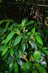 Cyrtandra umbellifera