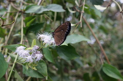 Euploea tulliolus koxinga
