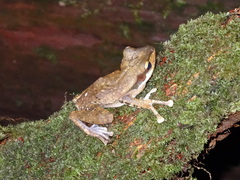 Polypedates macrotis