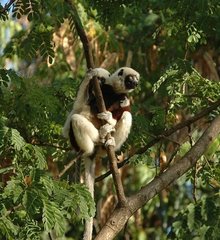 Propithecus coquereli