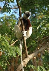 Propithecus coquereli