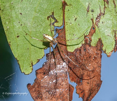 Tylorida