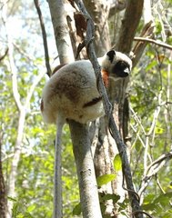 Propithecus coquereli