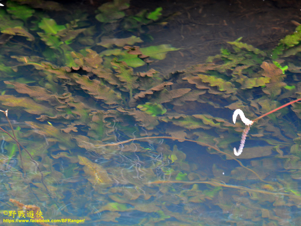 Aponogeton jacobsenii