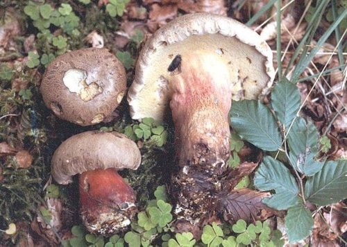 Caloboletus calopus image