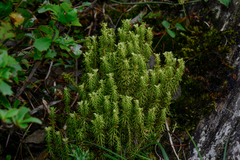 Huperzia quasipolytrichoides