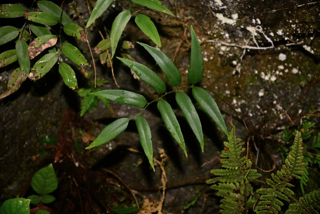 Polystichum fraxinellum (Polystichum fraxinellum)