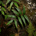 Polystichum fraxinellum - Photo (c) Chang Zhi Xiang, some rights reserved (CC BY-NC), uploaded by Chang Zhi Xiang