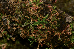 Selaginella helvetica pseudonipponica