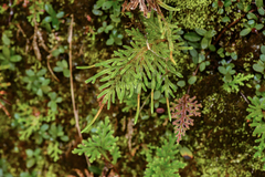Selaginella stauntoniana