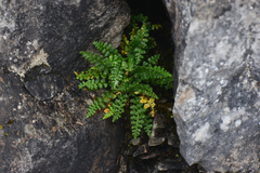 Asplenium exiguum