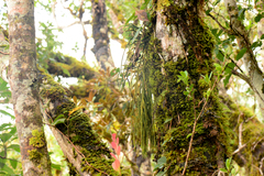 Phlegmariurus fargesii