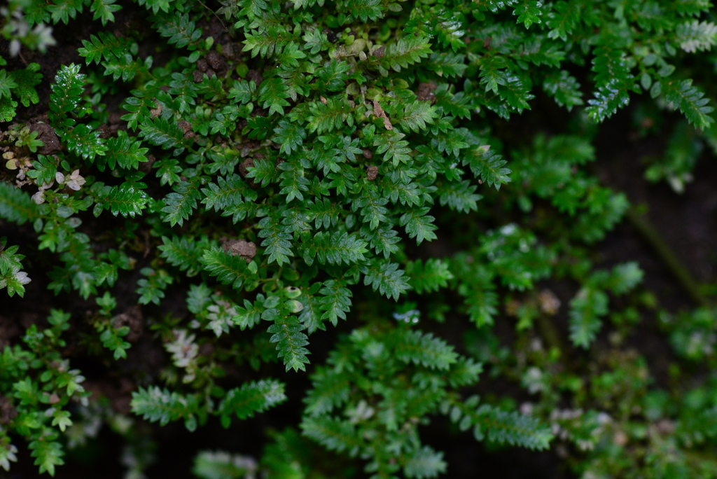Selaginella devolii (Selaginella devolii)