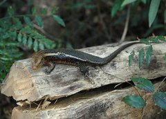 Zonosaurus laticaudatus