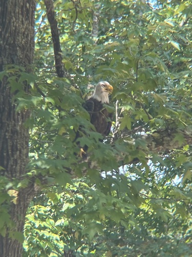 Bald Eagle photographed in Arkansas