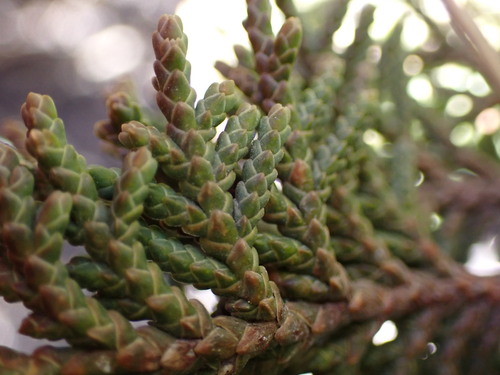 Image of Juniperus monticola by (c) Chris Fluit, some rights reserved (CC BY)