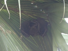 Cynopterus sphinx
