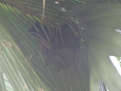 Cynopterus sphinx