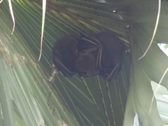 Cynopterus sphinx